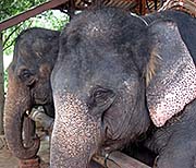 'An Elephant Camp' by Asienreisender